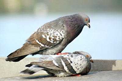pigeons-226527_640